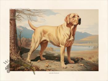 CFA Dog Labrador Retriever 01